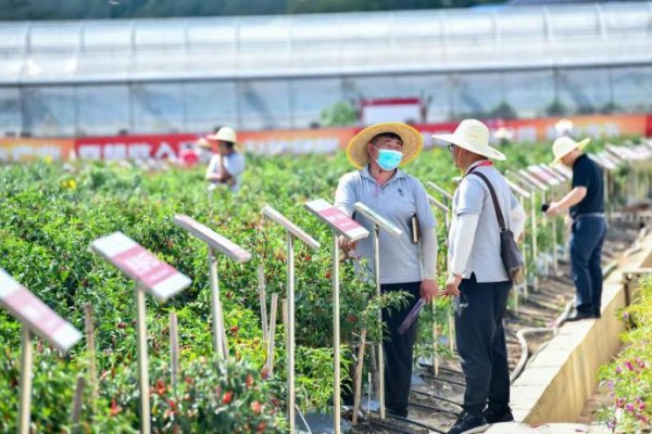 掌心策略 全国辣椒 “尖子生” 将集结遵义！